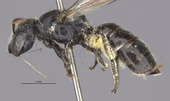 Media type: image;   Entomology 23485 Aspect: habitus lateral view